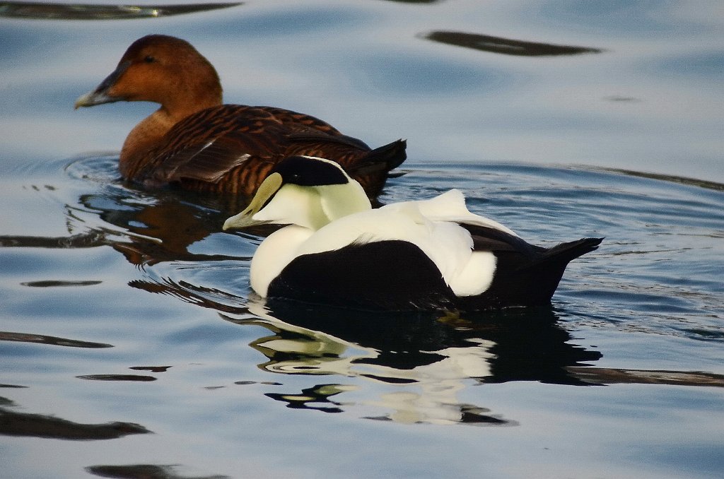 Duck, Common Eider, 2012-01287542 Gloucester, MA.JPG - Common Eider. Gloucester, MA, 1-28-2012